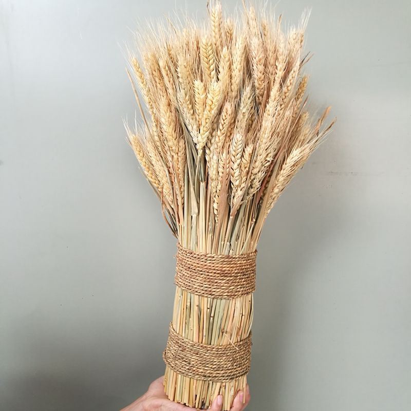 Bunch of Real Dried Wheat Stems