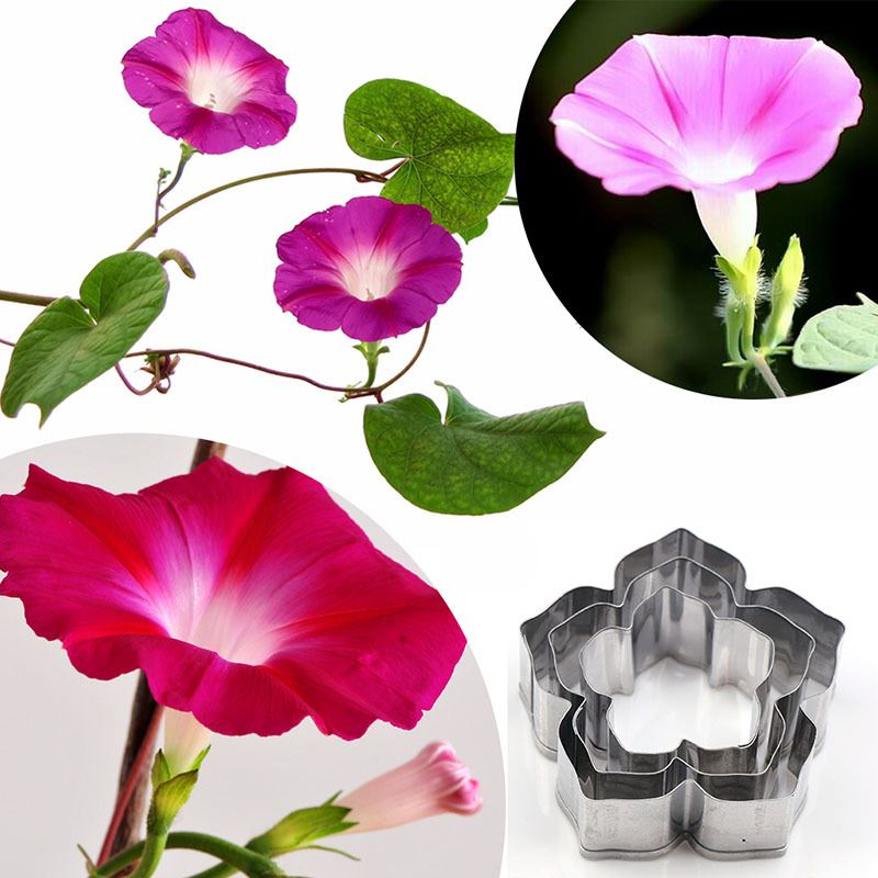 Set of 3 Morning Glory Star Flower Cookie Cutters - Lily Fondant Blossom Ivy