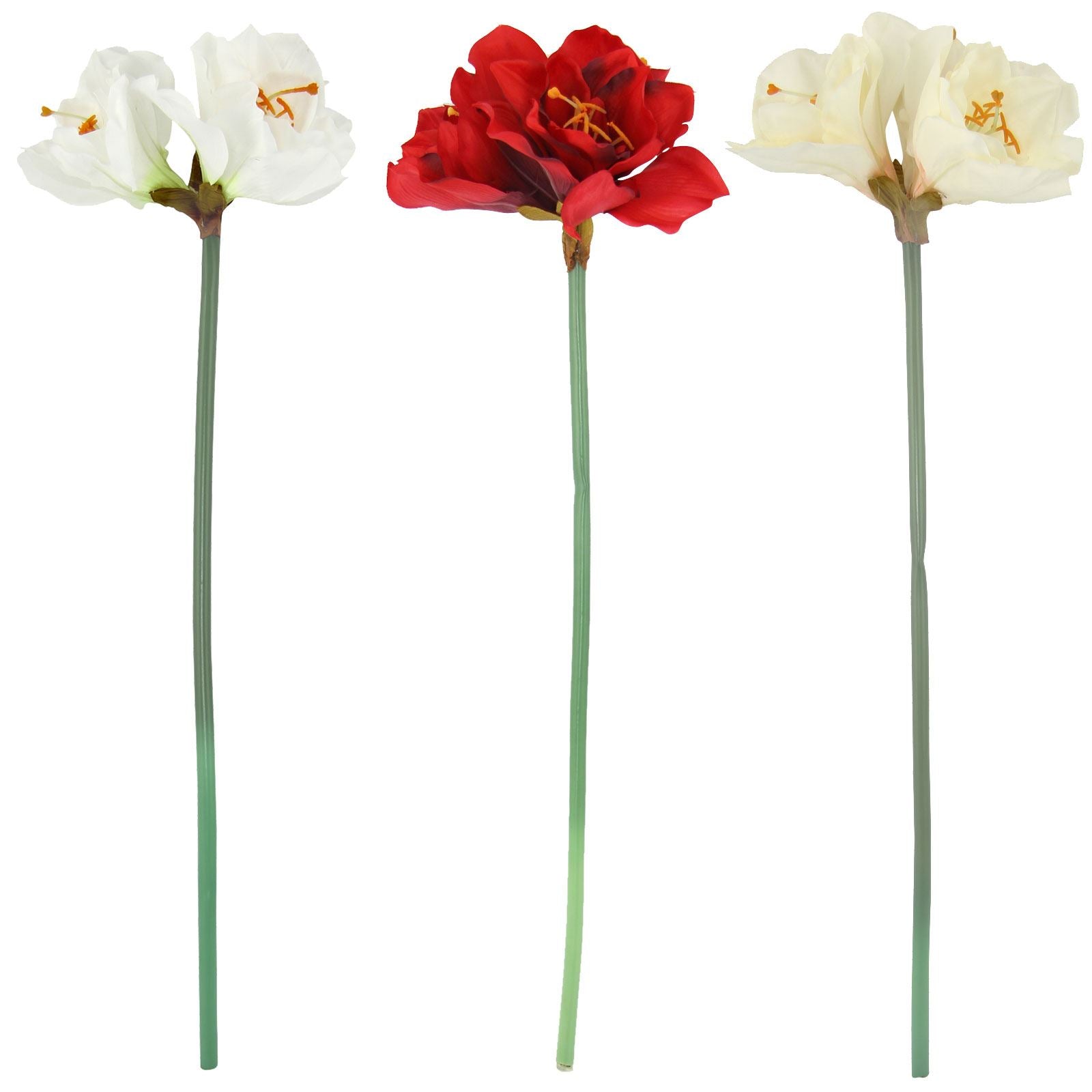 Large Amaryllis Flower Tropical Stem