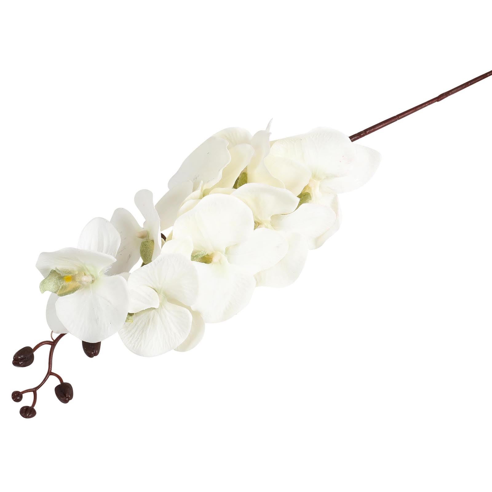 Premium Modern Large Orchid