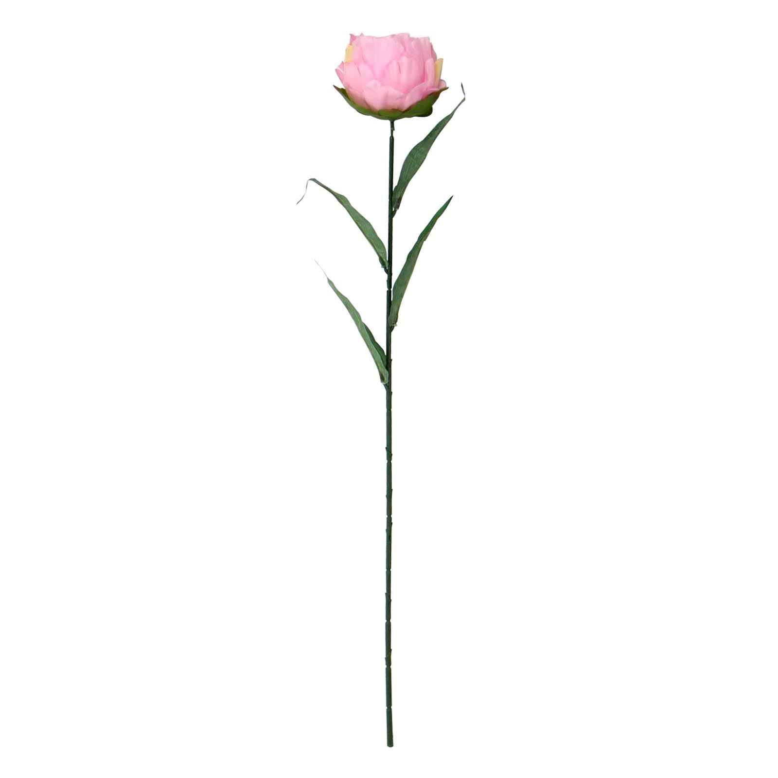 Single Large Peony