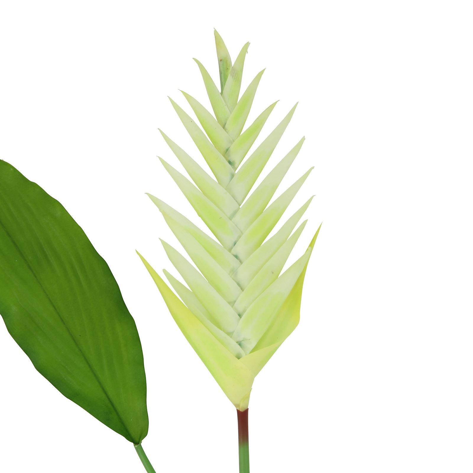 Large Tropical Heliconia Flower Stem