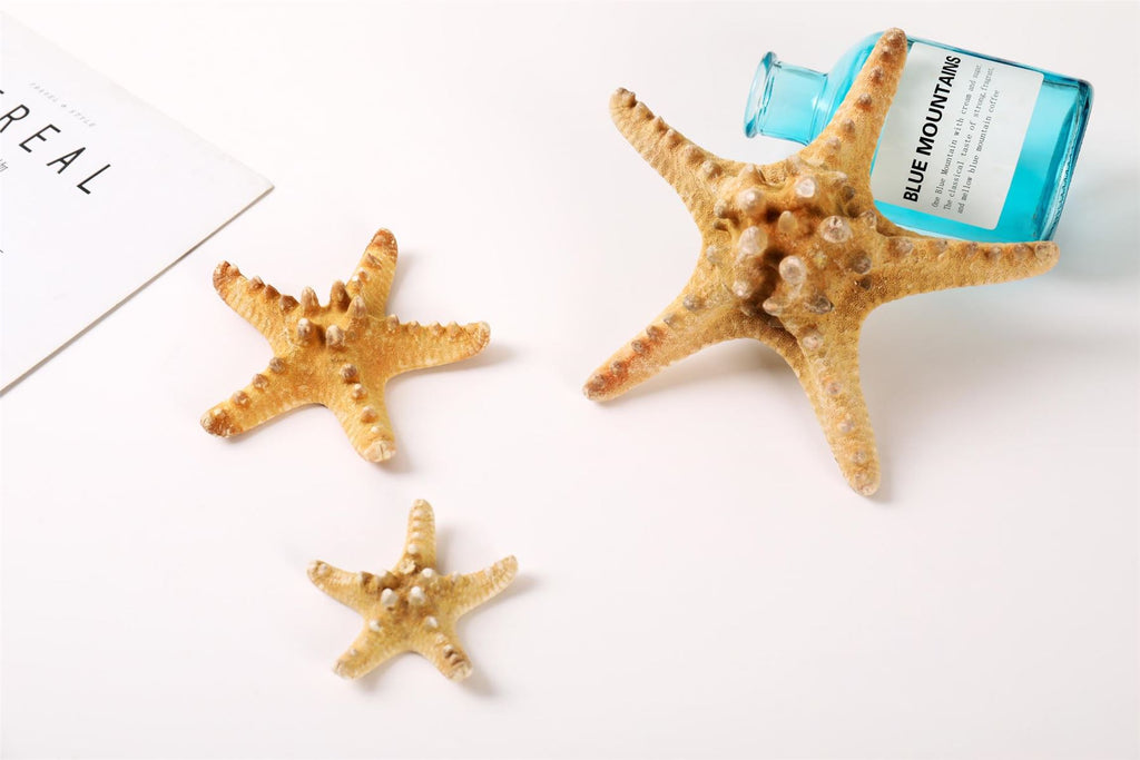 Natural Dried Starfish - Seastars Sea Stars Fish Shells