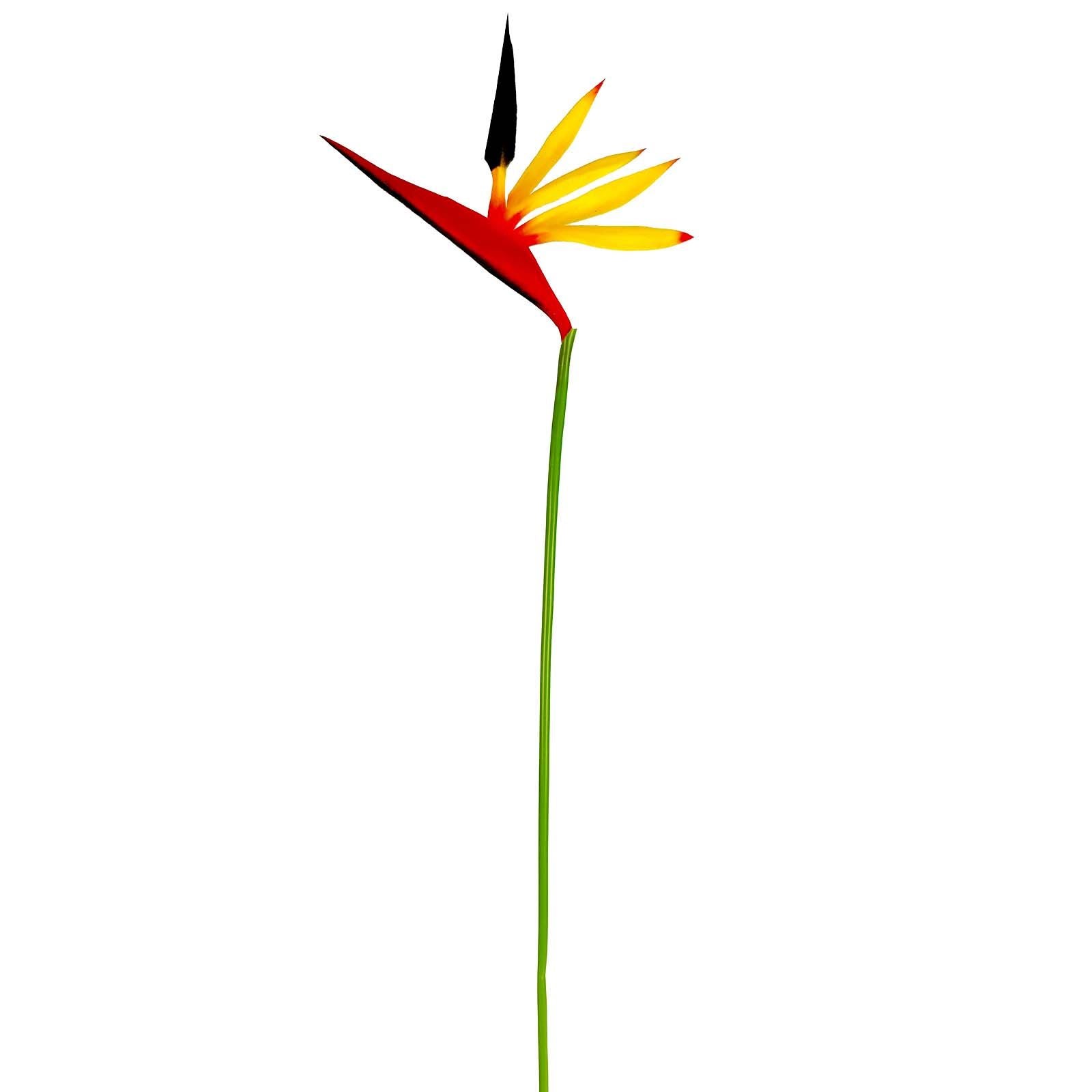 Eco Bird of Paradise Stem