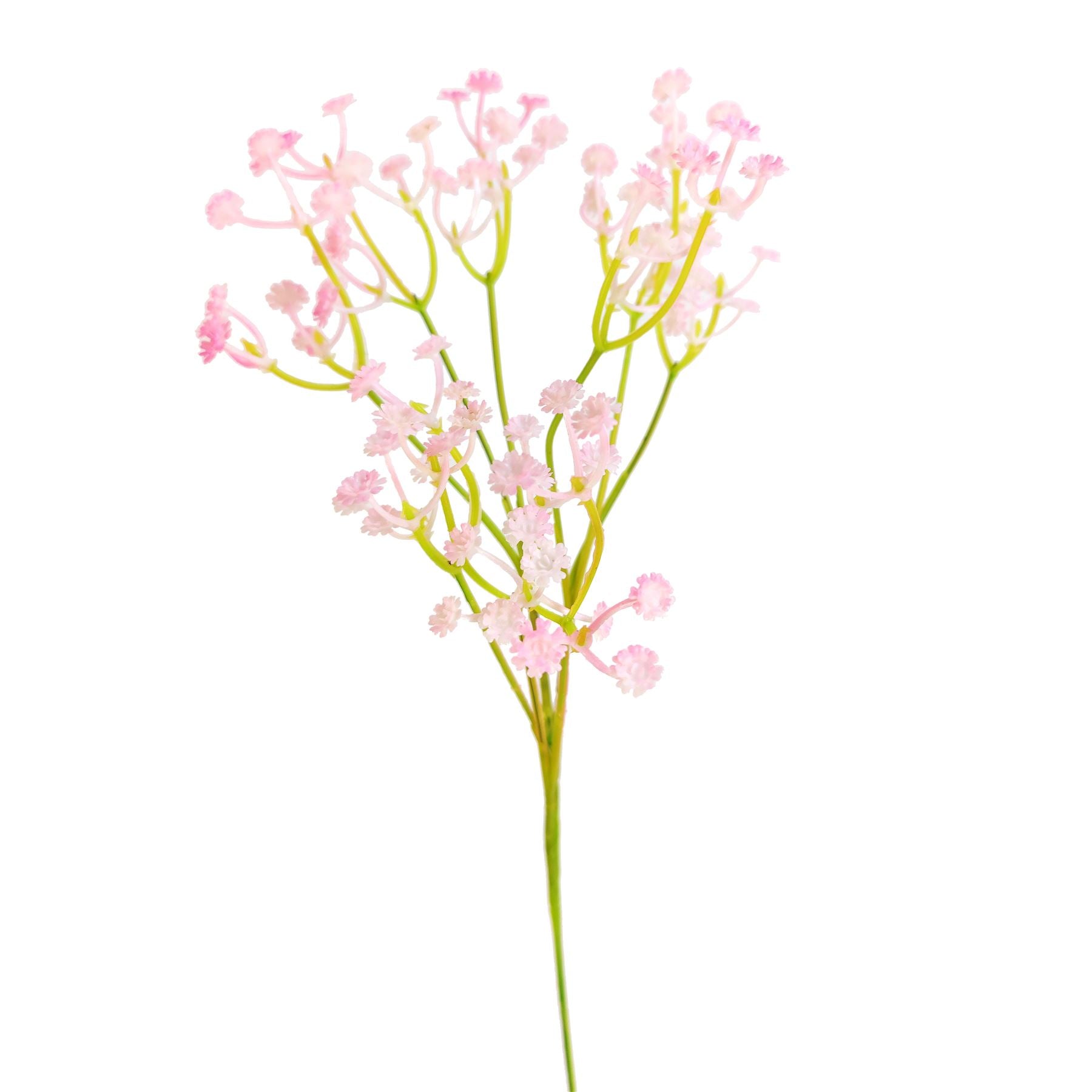 Coloured Gypsophila Sprays