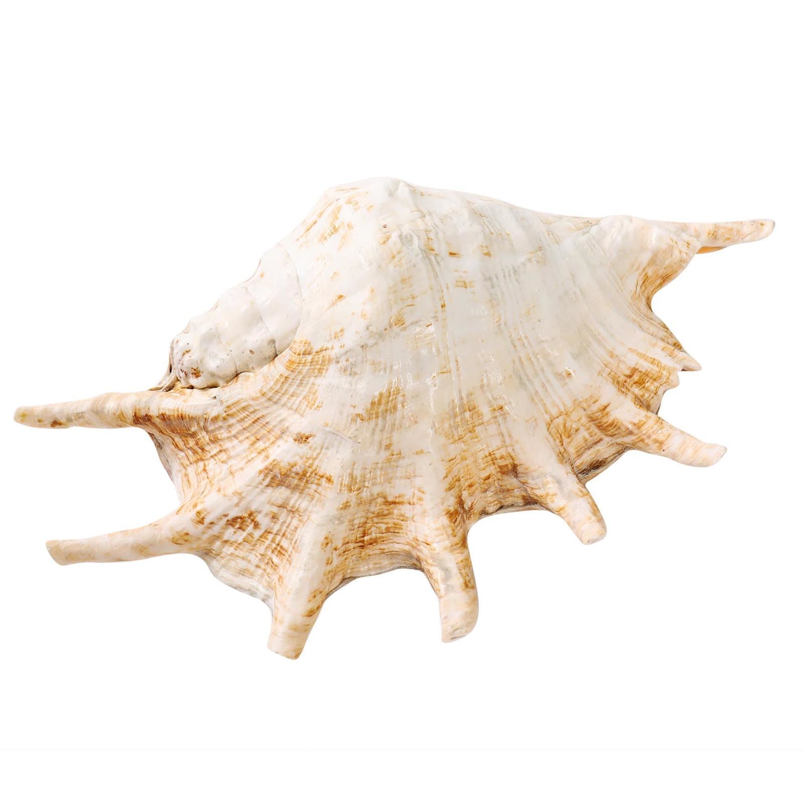 Giant Conch Shell