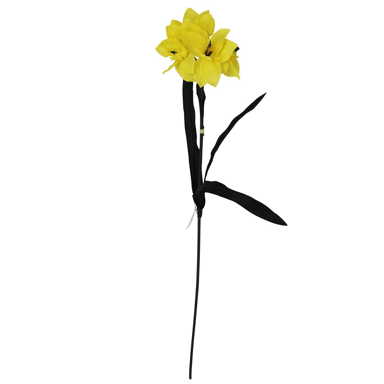 Tazetta Daffodil Stems