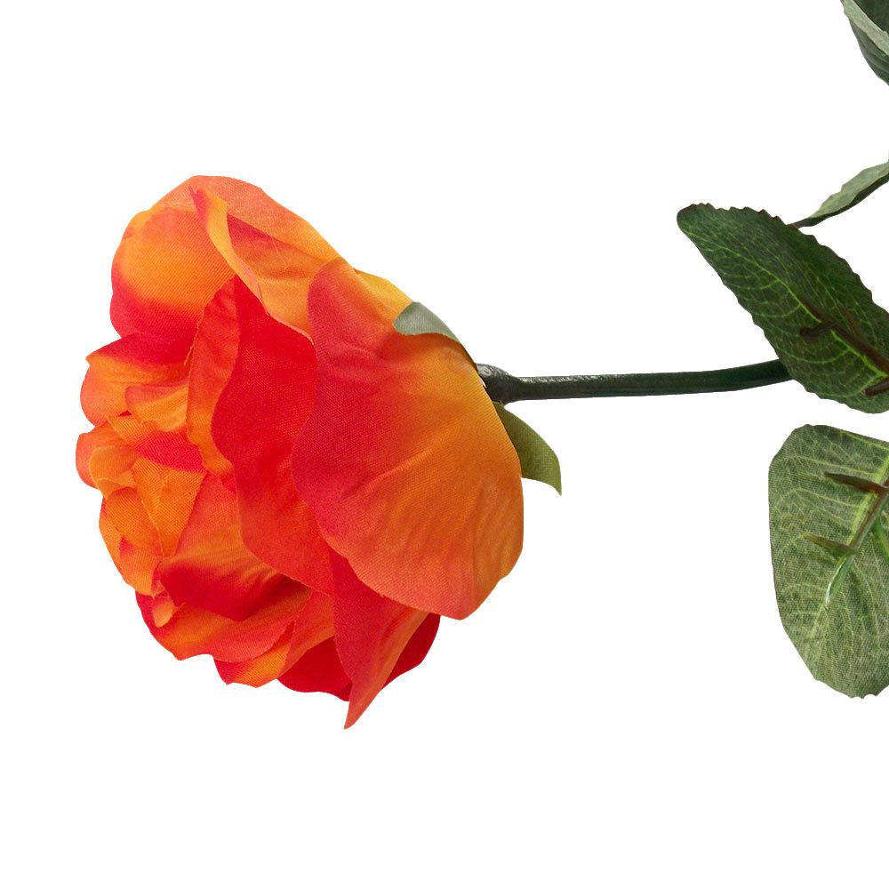 Premium Single Open Rose