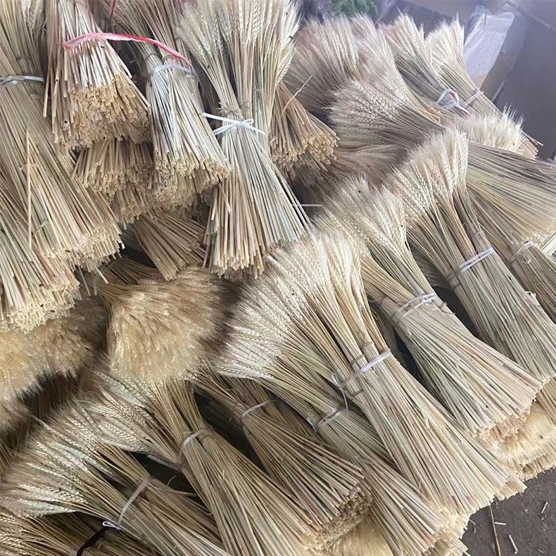 Bunch of Real Dried Wheat Stems