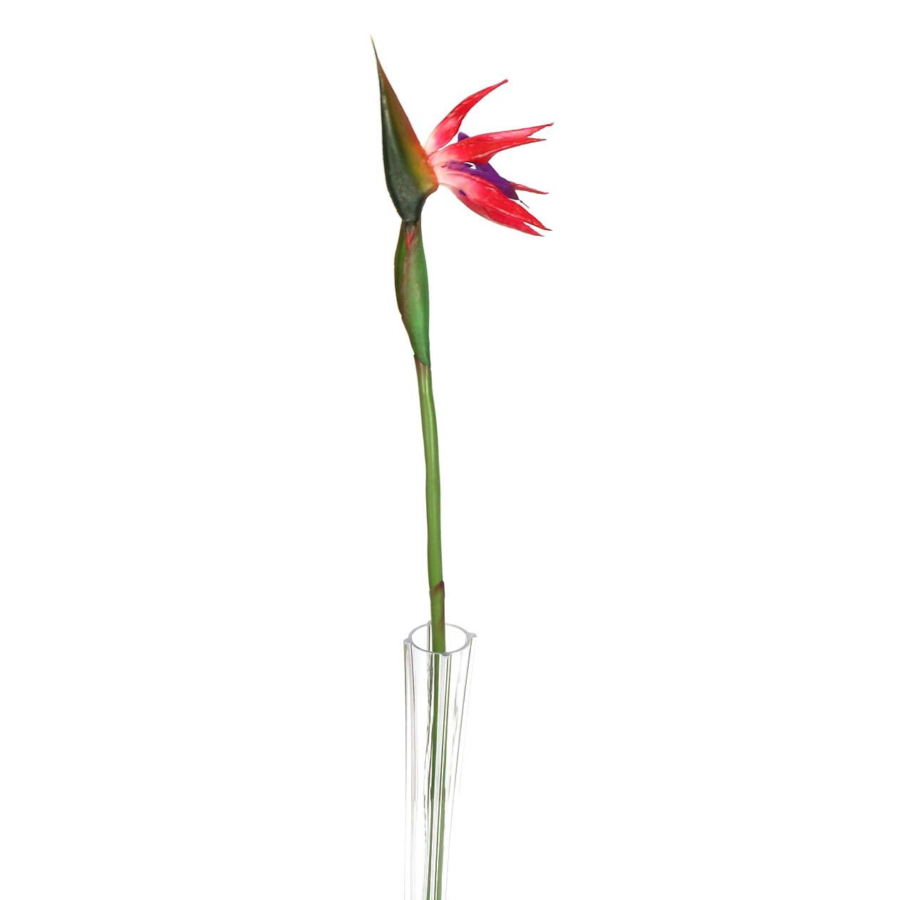 Large Bird of Paradise Tropical Flower
