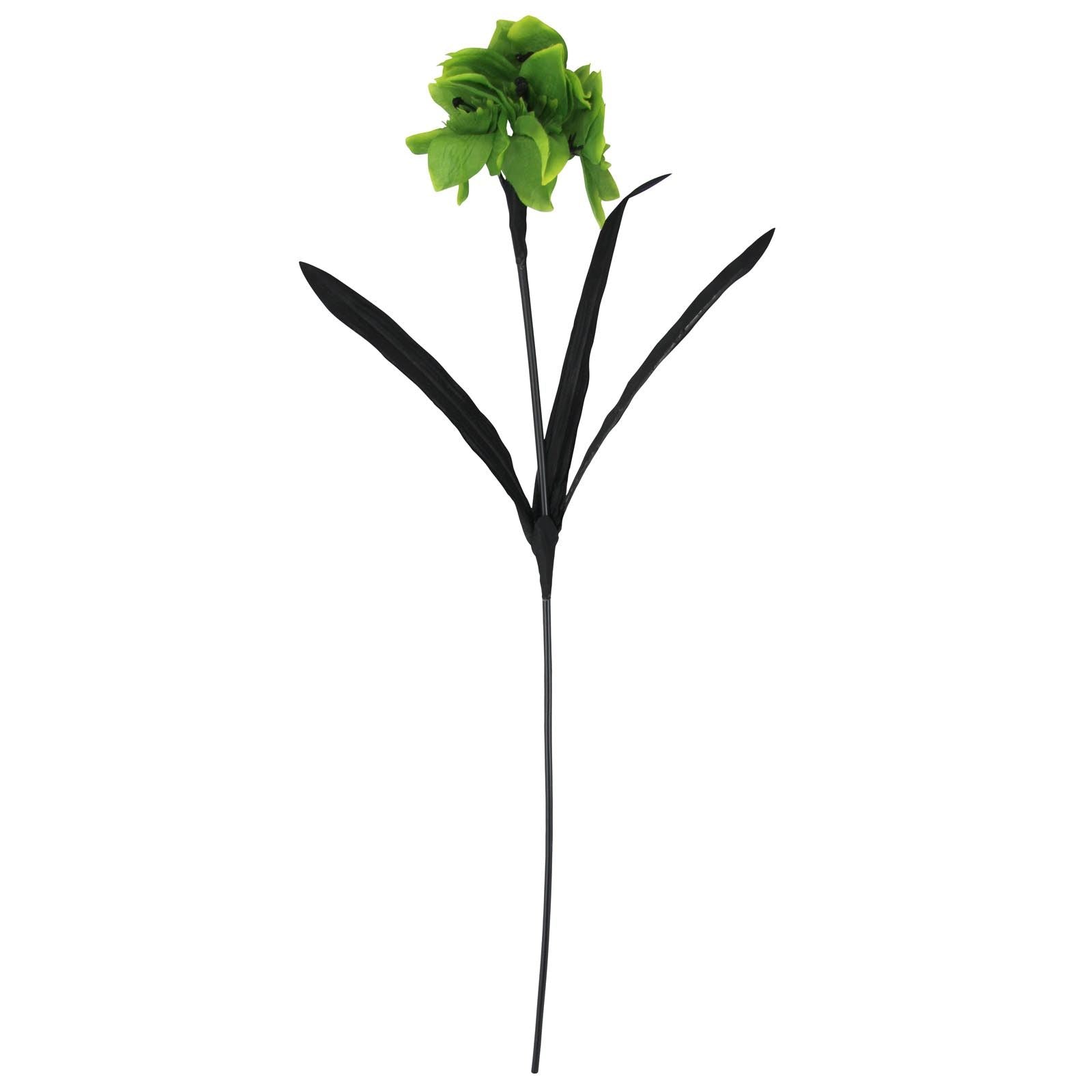Tazetta Daffodil Stems