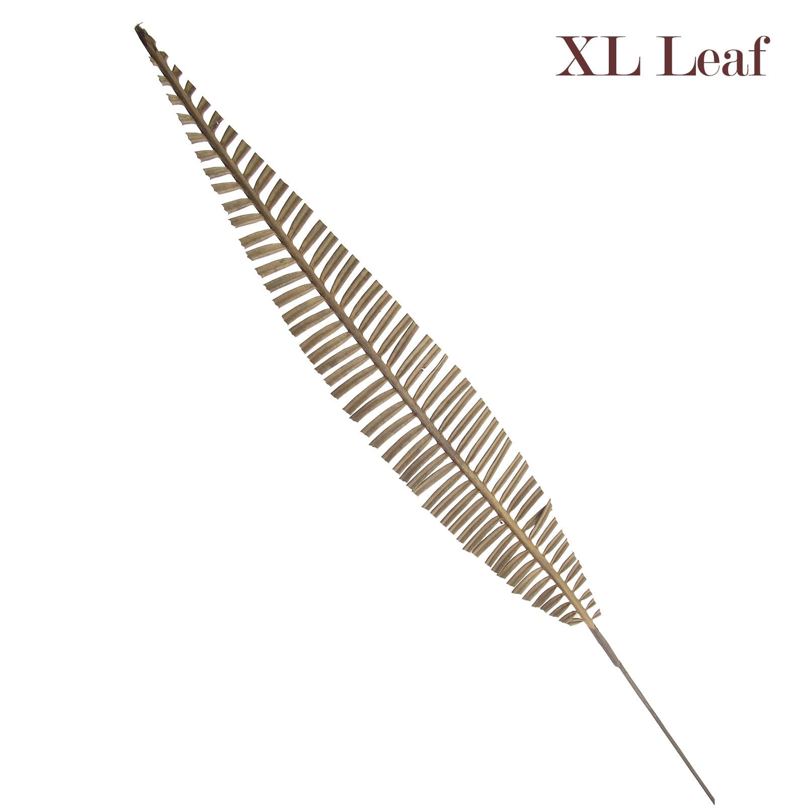 Natural Sola Tree Flower Sprays
