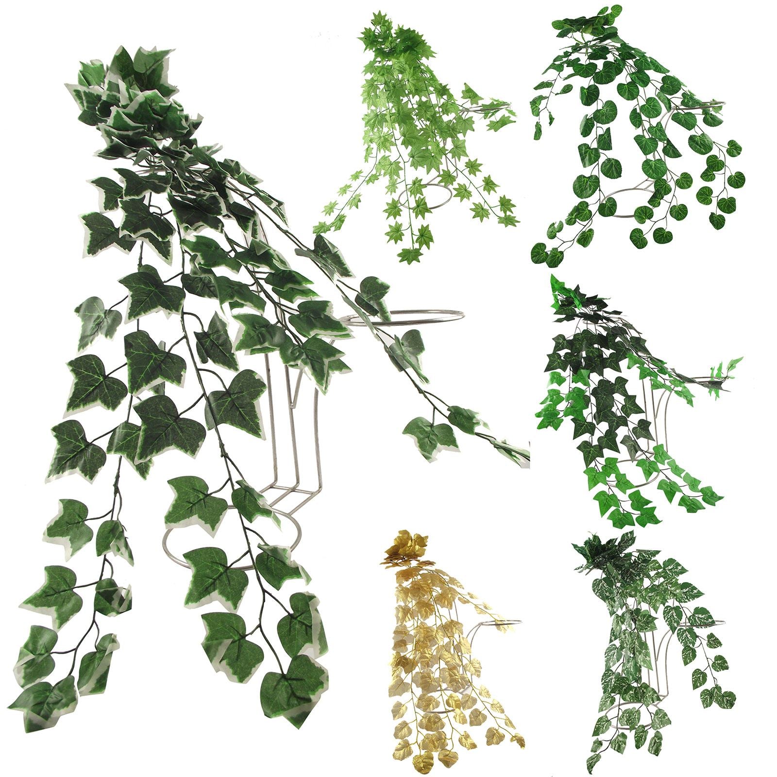 Thick Trailing Ivy Pick