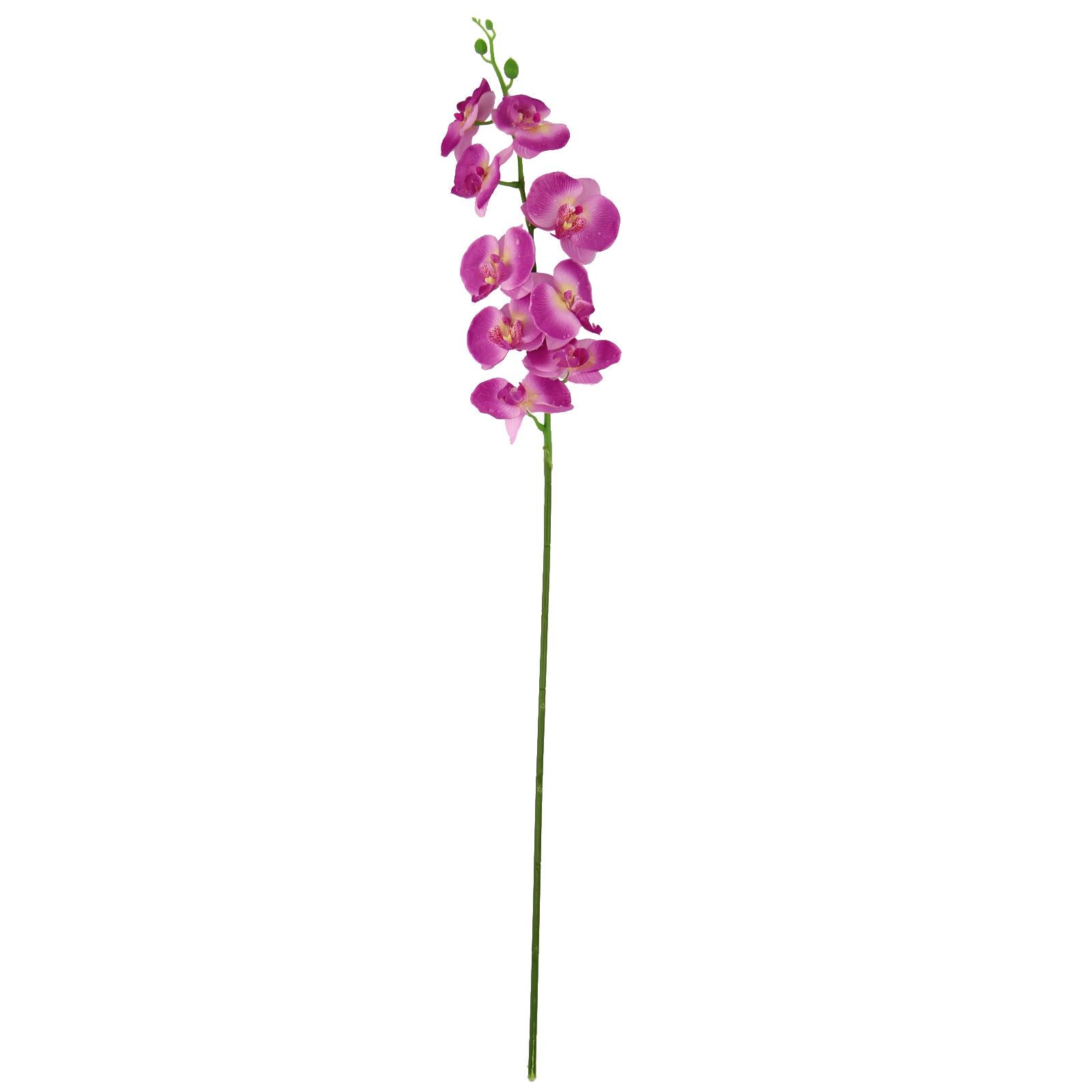 Large Water Droplet Orchid Stem