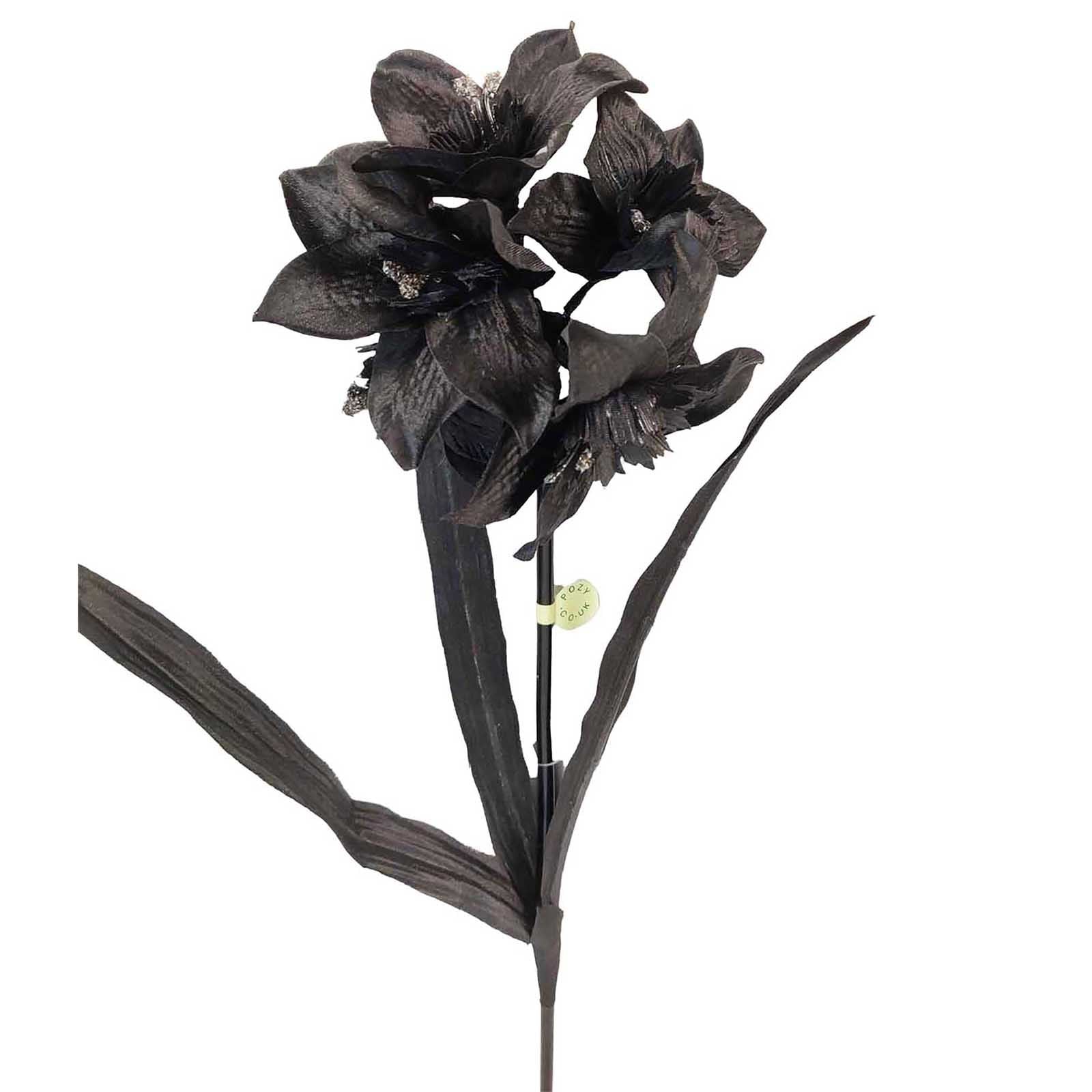 Tazetta Daffodil Stems