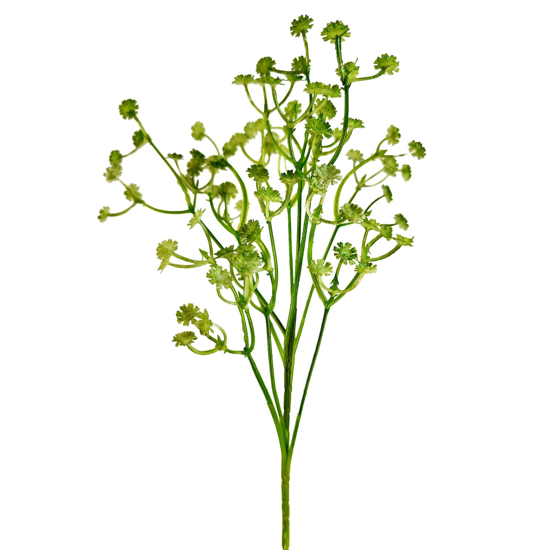 Coloured Gypsophila Sprays