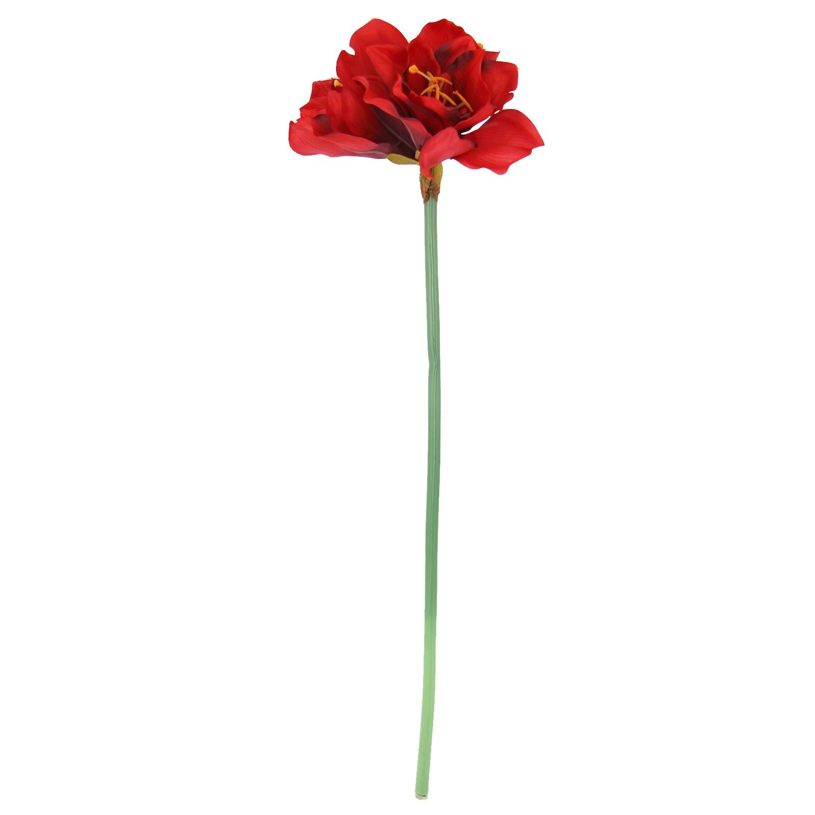 Large Amaryllis Flower Tropical Stem