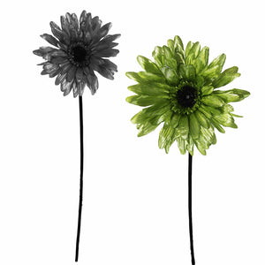 Metallic Gerbera with Velvet Stem