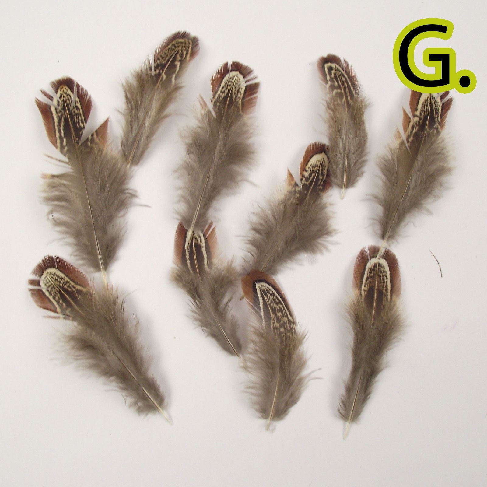 Natural Unique Bird Feathers