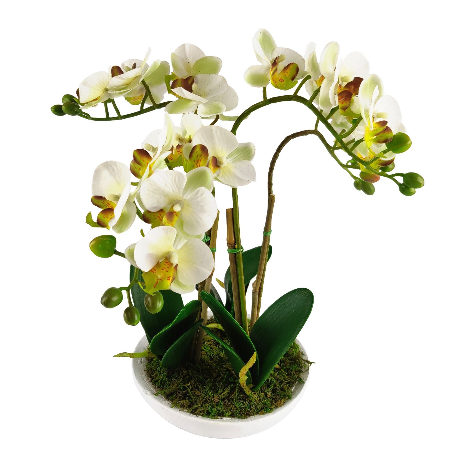 Pre-Potted Real Touch Orchid Plants