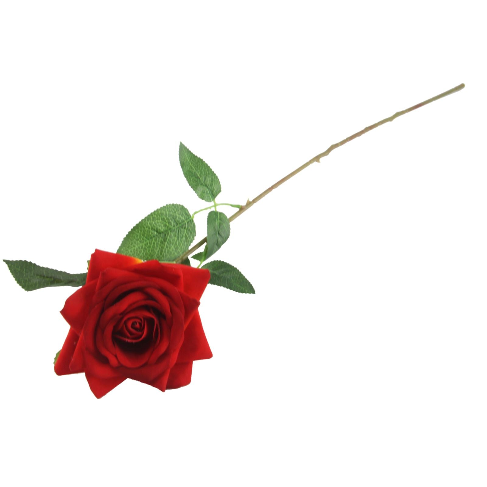 Premium Open Velvet Rose