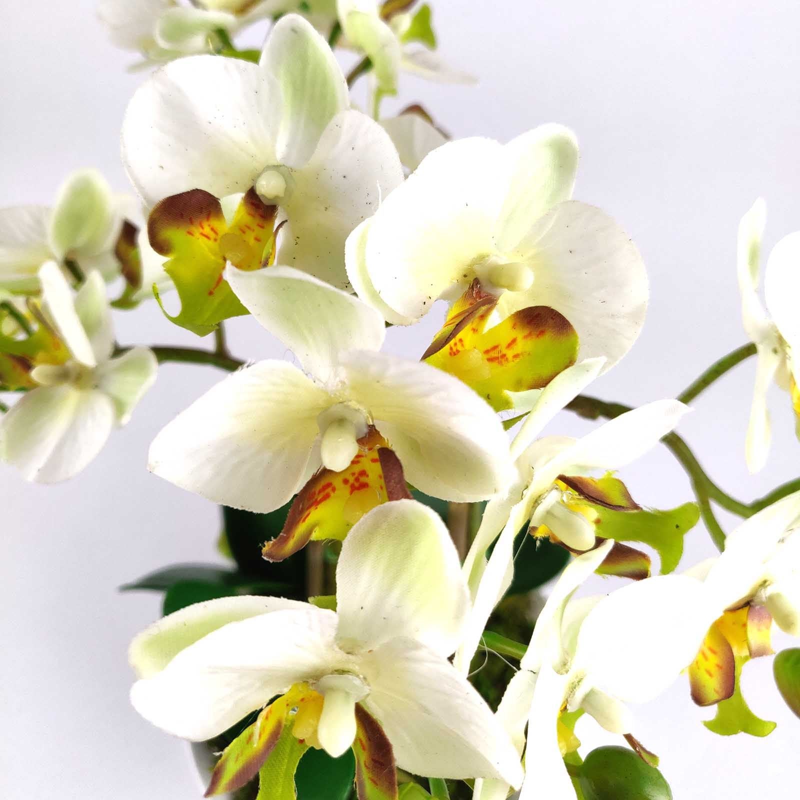 Pre-Potted Real Touch Orchid Plants