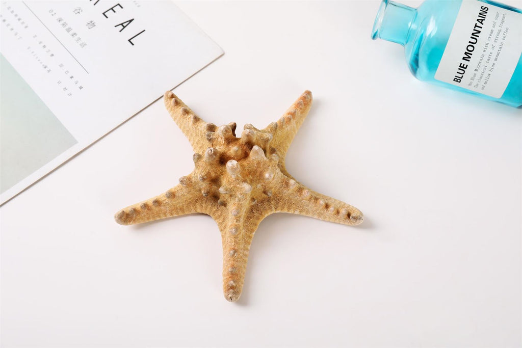 Natural Dried Starfish - Seastars Sea Stars Fish Shells