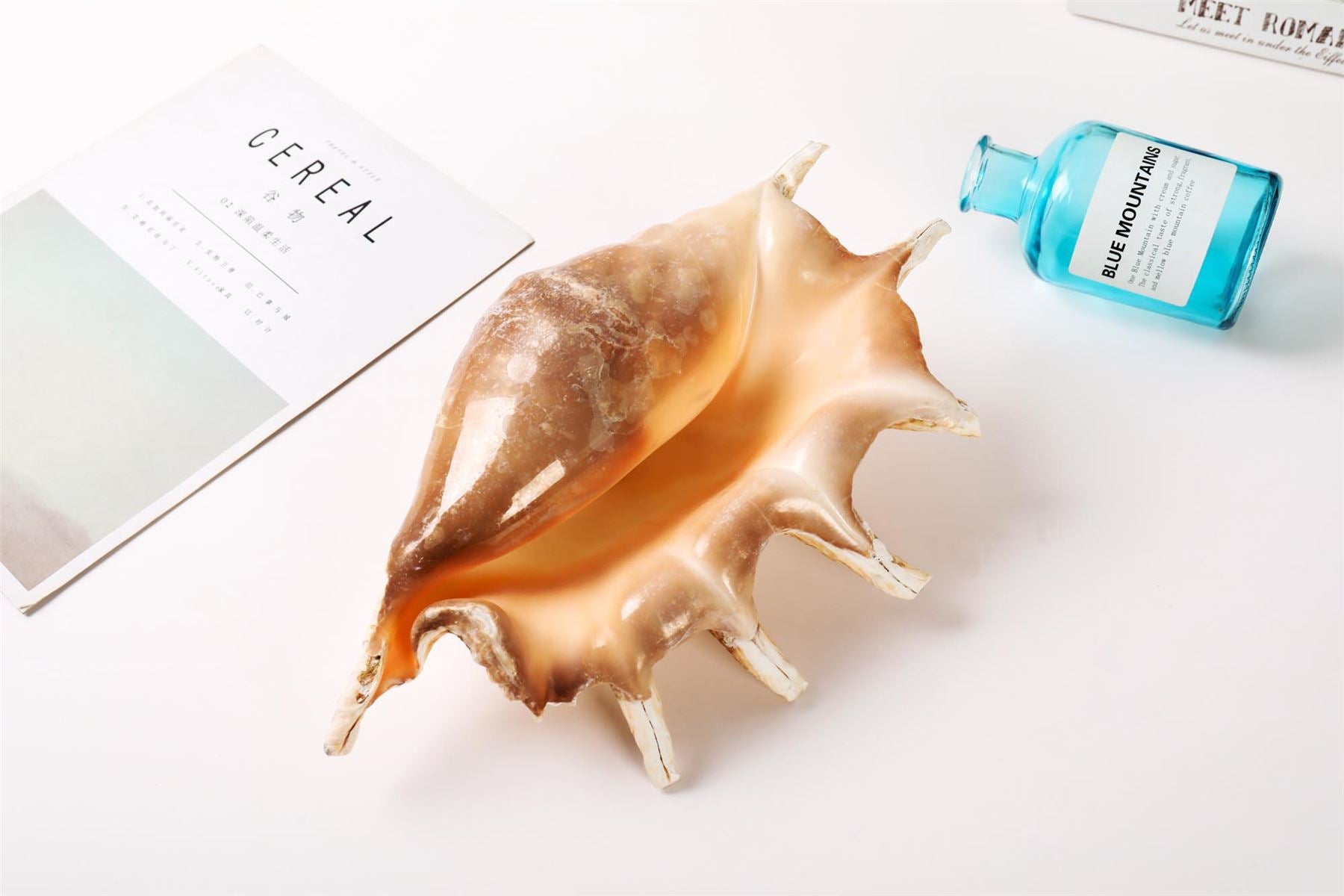 Giant Conch Shell