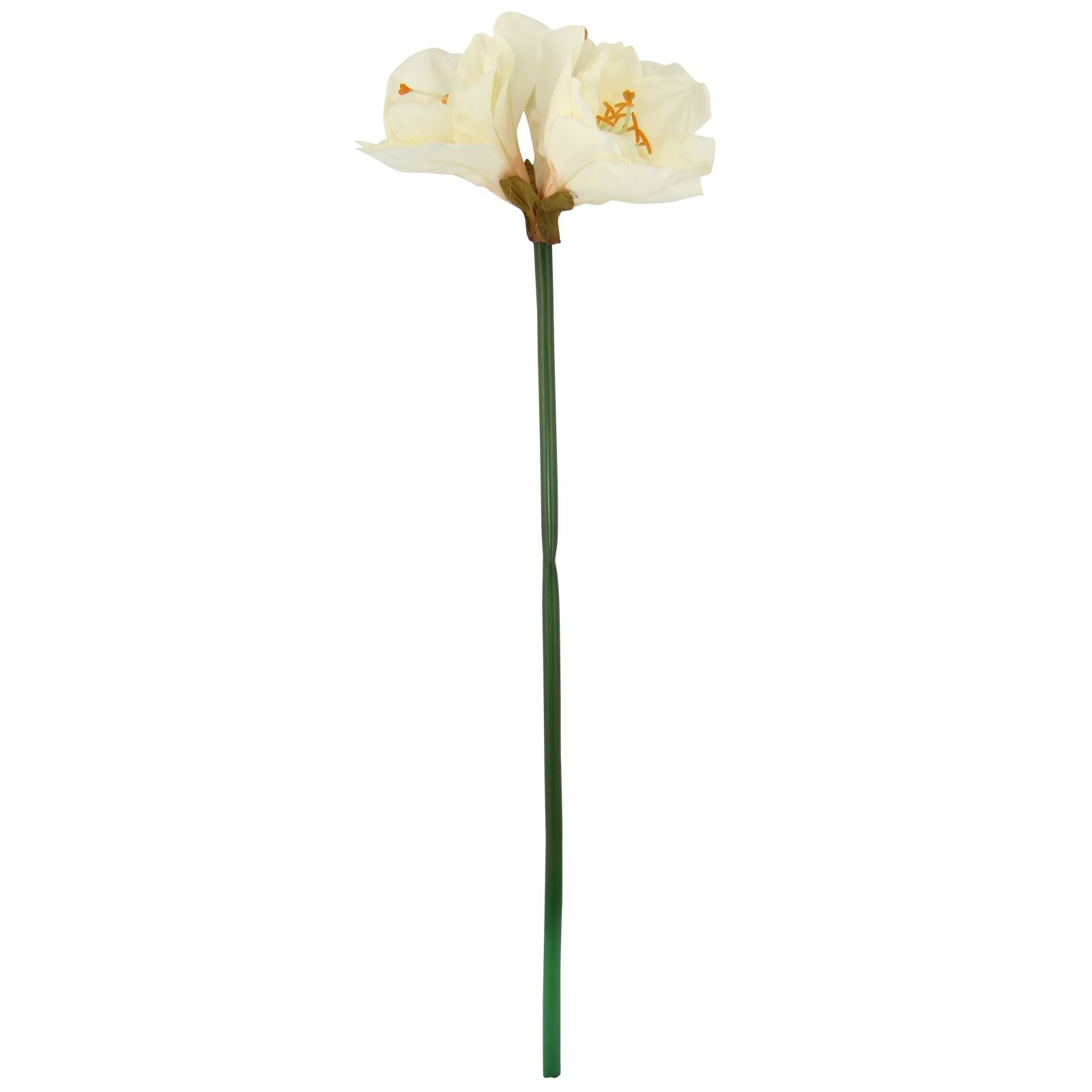 Large Amaryllis Flower Tropical Stem
