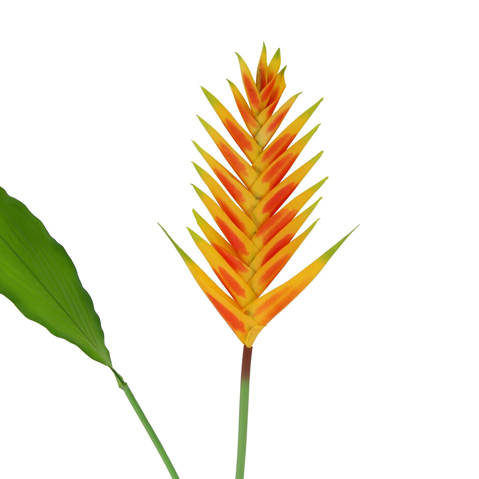 Large Tropical Heliconia Flower Stem