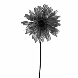 Metallic Gerbera with Velvet Stem