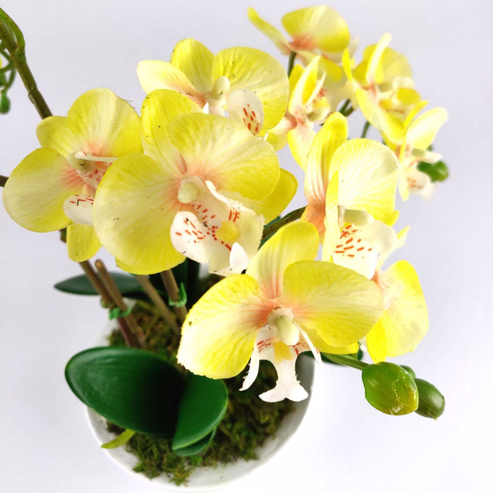 Pre-Potted Real Touch Orchid Plants